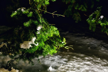 Image showing Bright light on the spruce.