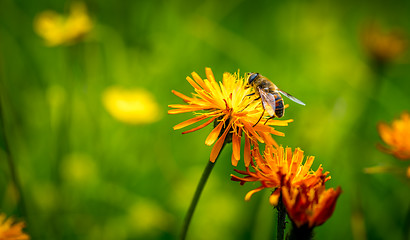 Image showing Wasp collects nectar from flower crepis alpina