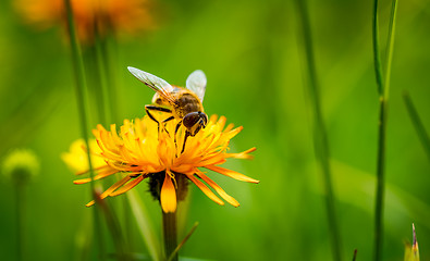 Image showing Wasp collects nectar from flower crepis alpina