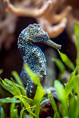 Image showing Sea horse