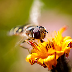 Image showing Wasp collects nectar from flower crepis alpina