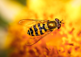 Image showing Wasp collects nectar from flower crepis alpina