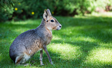 Image showing Patagonian mara (Dolichotis patagonum)