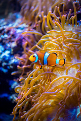 Image showing Anemonefish