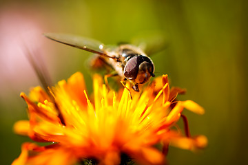 Image showing Wasp collects nectar from flower crepis alpina