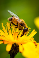 Image showing Wasp collects nectar from flower crepis alpina