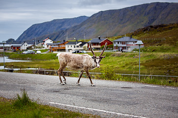 Image showing Reindeer