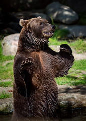 Image showing Brown bear (Ursus arctos)