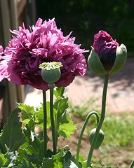 Image showing poppies