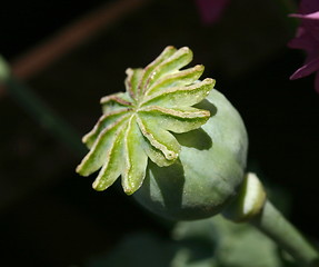 Image showing poppies seedhead