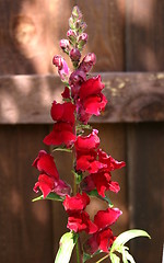 Image showing snapdragon