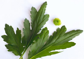 Image showing geranium leaves and flower