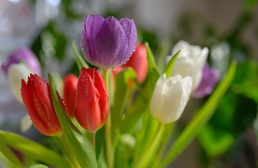 Image showing Tulips bouquet with dew