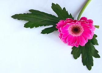 Image showing zinnia and leaves