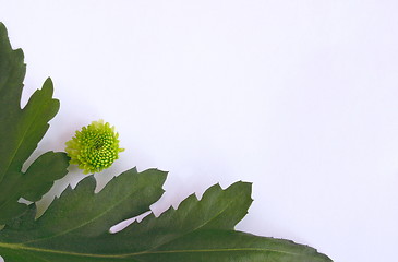 Image showing geranium leaves and flower