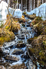 Image showing A trickling water stream that runs through the woods