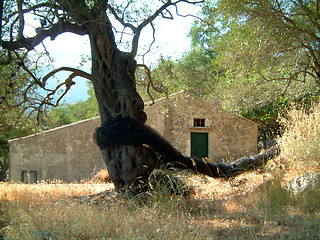 Image showing old olive tree