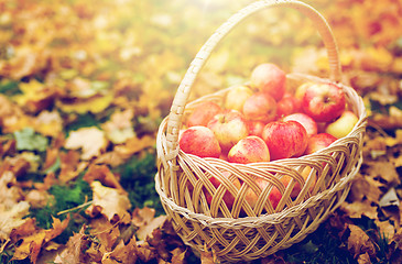 Image showing wicker basket of ripe red apples at autumn garden