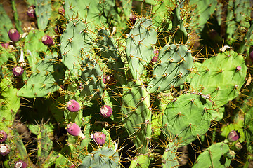 Image showing Wild plant of cactus