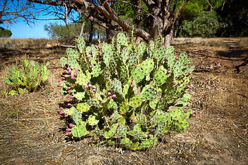 Image showing Wild plant of cactus