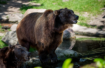 Image showing Brown bear (Ursus arctos)