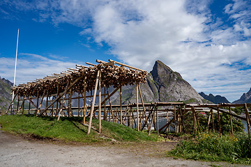 Image showing Fish heads drying on racks