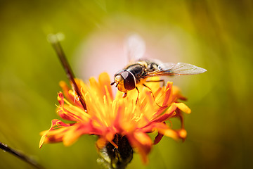 Image showing Wasp collects nectar from flower crepis alpina