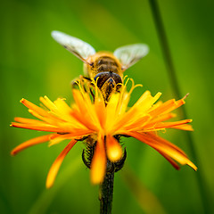 Image showing Wasp collects nectar from flower crepis alpina