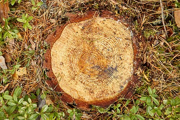 Image showing Tree trunk texture