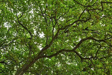 Image showing Spring Green Leaves