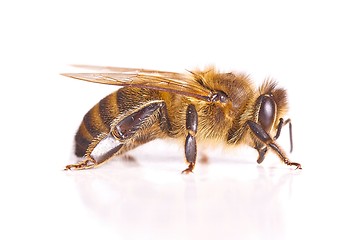 Image showing Bee on white background