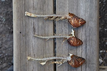 Image showing Fried fish leftovers