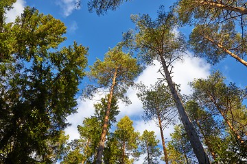 Image showing Tall pine trees