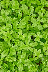 Image showing Lush Green Leaves