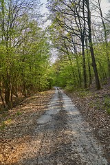 Image showing Forest walking route