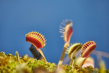 Image showing Venus flytrap carnivorous plant