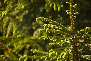 Image showing Pine Tree Closeup