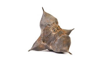 Image showing Water caltrop seed