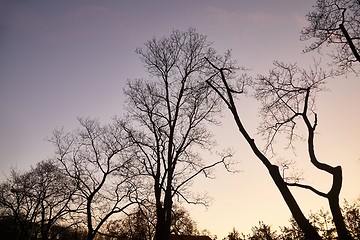 Image showing Bare tree branches