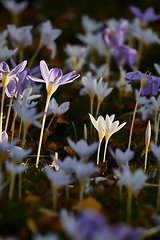 Image showing Flowers in breeze