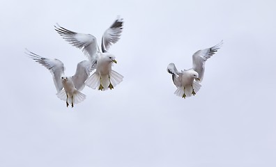 Image showing Seagulls in air