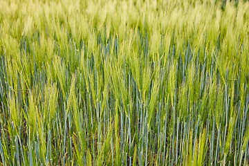 Image showing Wheat field closeup