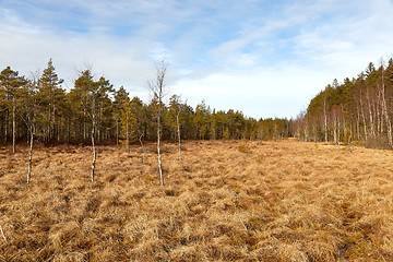 Image showing Swamps in Finland