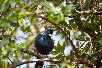 Image showing Tui bird in the trees