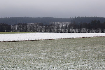 Image showing Agricultural Fields on Foggy Day Of Winter