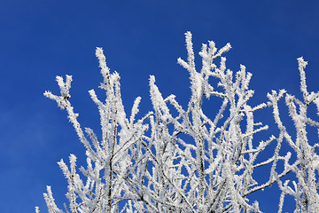 Image showing Hoarfrost on Treestops against Blue Sky