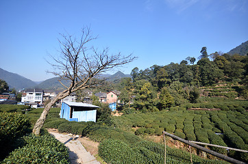 Image showing Chinese Longjing tea plantation