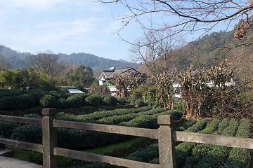 Image showing Chinese Longjing tea plantation in Hangzhou