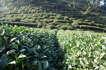 Image showing Green Chinese Longjing tea plantation