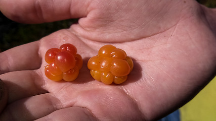 Image showing cloudberry